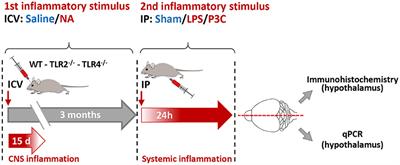 Microbial neuraminidase induces TLR4-dependent long-term immune priming in the brain